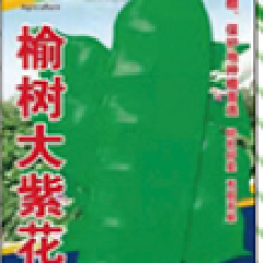 榆树大紫花