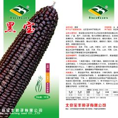 黑宝玉米