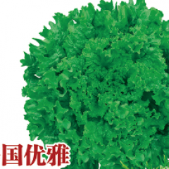 引领叶菜创新