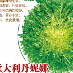 意大利苦菊